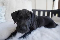 Ruby, a female Great Dane for sale in Godley, TX – Photo 3 of 6