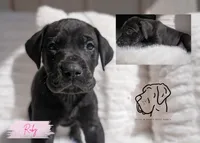 Ruby, a female Great Dane for sale in Godley, TX – Photo 4 of 6