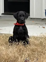 Ruby, a female Great Dane for sale in Godley, TX – Photo 2 of 6
