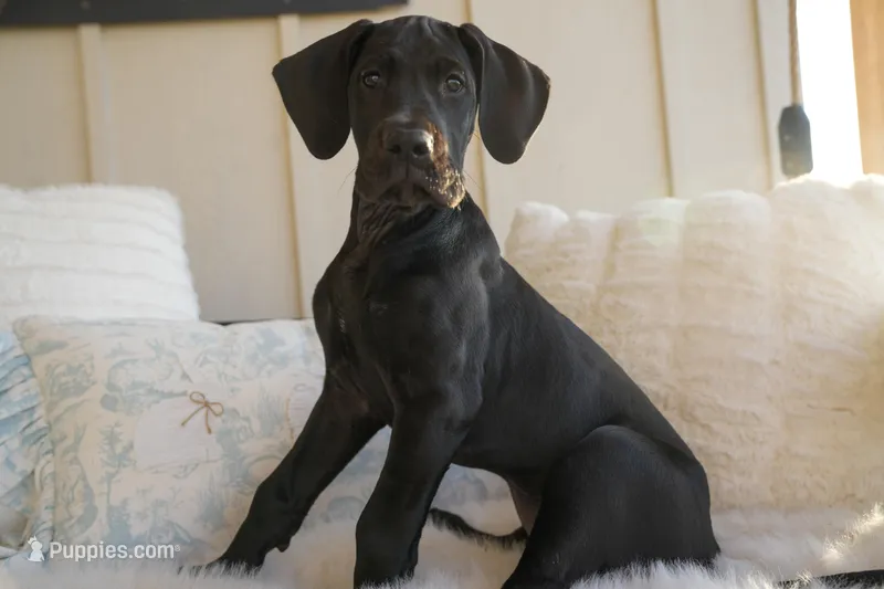 Ruby – Great Dane puppy for sale in Godley, TX