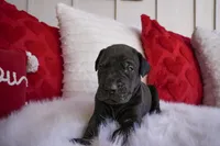 Ruby, a female Great Dane for sale in Godley, TX – Photo 5 of 6