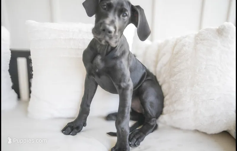 Ruby – Great Dane puppy for sale in Godley, TX