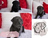 Ruby, a female Great Dane for sale in Godley, TX – Photo 6 of 6