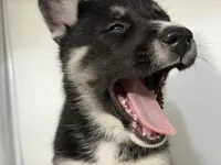 Jax, a male German Shepherd Dog and Alaskan Husky for sale in Phoenix, AZ – 5 of 7