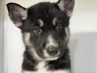 Jax, a male German Shepherd Dog and Alaskan Husky for sale in Phoenix, AZ – 4 of 7