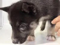 Jax, a male German Shepherd Dog and Alaskan Husky for sale in Phoenix, AZ – 7 of 7