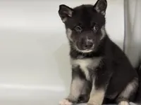 Jax, a male German Shepherd Dog and Alaskan Husky for sale in Phoenix, AZ – 2 of 7