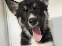 Jax, a male German Shepherd Dog and Alaskan Husky for sale in Phoenix, AZ – 6 of 7