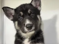 Jax, a male German Shepherd Dog and Alaskan Husky for sale in Phoenix, AZ – 3 of 7