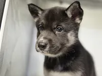 Amalia, a female German Shepherd Dog and Alaskan Husky for sale in Phoenix, AZ – 7 of 7
