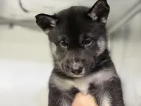 Amalia, a female German Shepherd Dog and Alaskan Husky for sale in Phoenix, AZ – 6 of 7