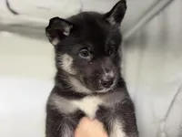 Amalia, a female German Shepherd Dog and Alaskan Husky for sale in Phoenix, AZ – 4 of 7
