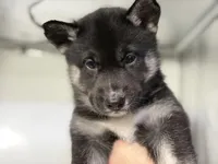Amalia, a female German Shepherd Dog and Alaskan Husky for sale in Phoenix, AZ – 2 of 7