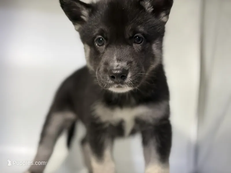 Amalia – German Shepherd Dog, Alaskan Husky puppy for sale in Phoenix, AZ