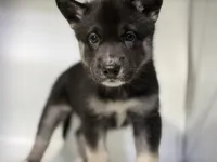 Amalia, a female German Shepherd Dog and Alaskan Husky for sale in Phoenix, AZ – 1 of 7