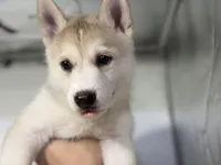 Jake, a male German Shepherd Dog and Alaskan Husky for sale in Phoenix, AZ – 2 of 6