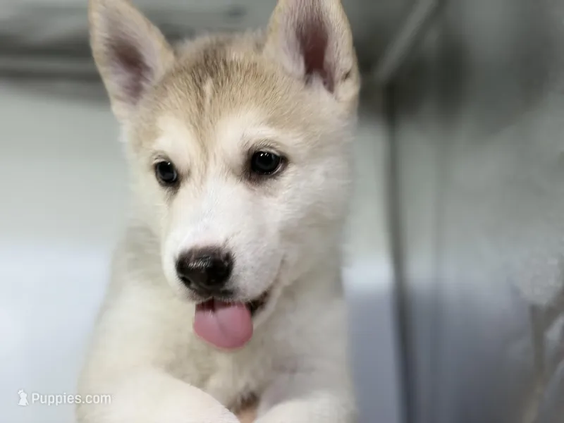 Jake – German Shepherd Dog, Alaskan Husky puppy for sale in Phoenix, AZ