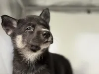 Amalia, a female German Shepherd Dog and Alaskan Husky for sale in Phoenix, AZ – 3 of 7