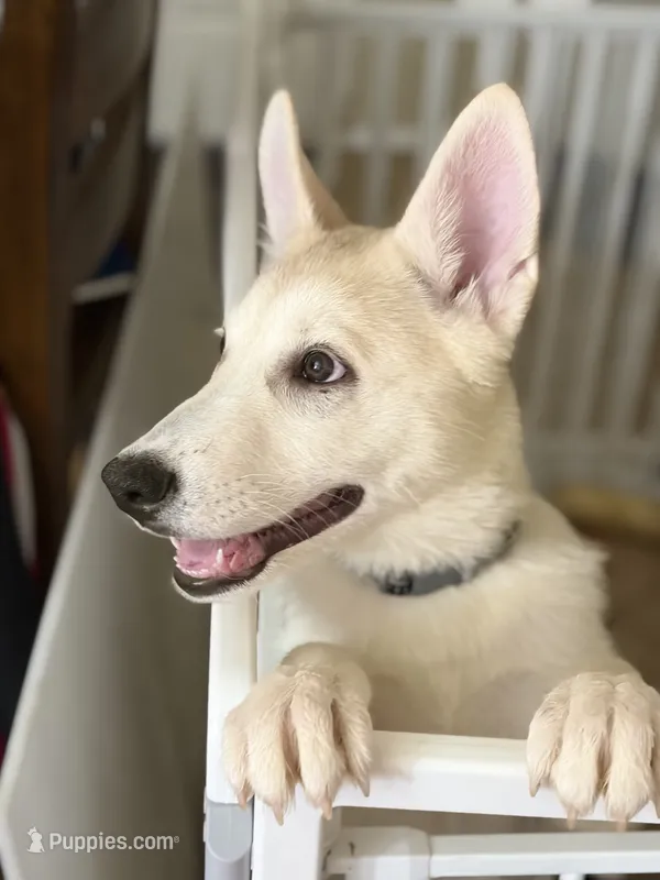 Jake – German Shepherd Dog, Alaskan Husky puppy for sale in Phoenix, AZ