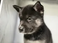 Amalia, a female German Shepherd Dog and Alaskan Husky for sale in Phoenix, AZ – 5 of 7