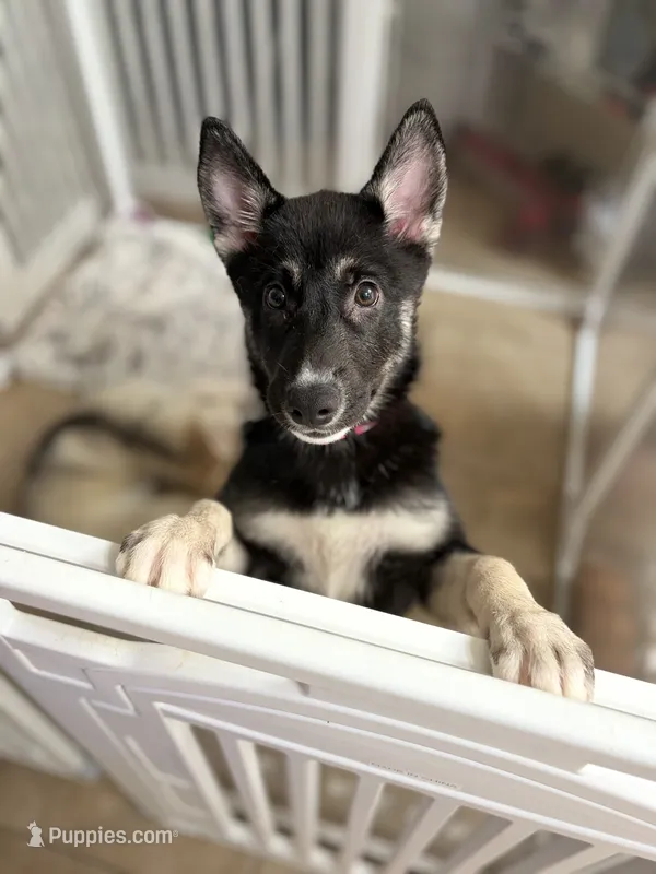 Missy – German Shepherd Dog, Alaskan Husky puppy for sale in Phoenix, AZ
