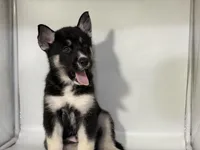 Tuxedo, a male German Shepherd Dog and Alaskan Husky for sale in Phoenix, AZ – 4 of 7