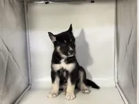 Tuxedo, a male German Shepherd Dog and Alaskan Husky for sale in Phoenix, AZ – 6 of 7