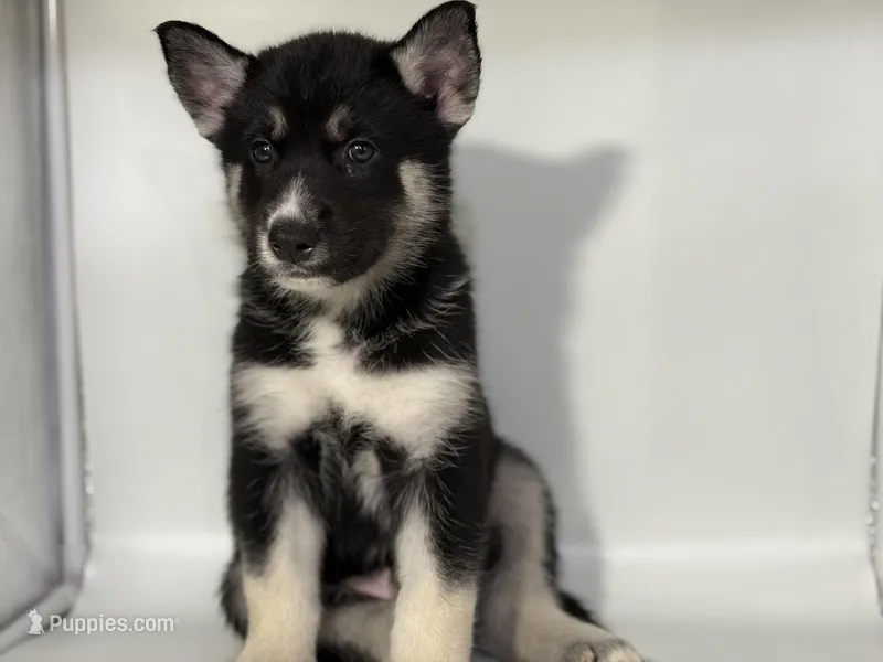 Tuxedo – German Shepherd Dog, Alaskan Husky puppy for sale in Phoenix, AZ