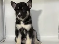 Tuxedo, a male German Shepherd Dog and Alaskan Husky for sale in Phoenix, AZ – 1 of 7