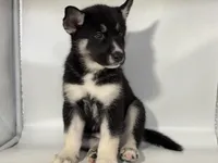 Tuxedo, a male German Shepherd Dog and Alaskan Husky for sale in Phoenix, AZ – 7 of 7