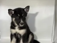 Tuxedo, a male German Shepherd Dog and Alaskan Husky for sale in Phoenix, AZ – 2 of 7