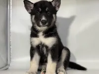 Tuxedo, a male German Shepherd Dog and Alaskan Husky for sale in Phoenix, AZ – 5 of 7