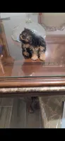 Lexy (Teacup), a female Yorkshire Terrier for sale in Menifee, CA – 2 of 7