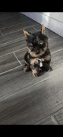 Spike (Teacup), a male Yorkshire Terrier for sale in Menifee, CA – 3 of 6