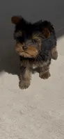 Ruffo, a male Yorkshire Terrier for sale in Menifee, CA – 6 of 6