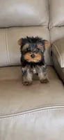 Ruffo, a male Yorkshire Terrier for sale in Menifee, CA – 5 of 6