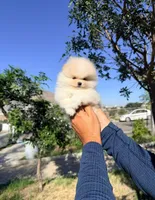 Milo (Teacup), a male Pomeranian for sale in Menifee, CA – 3 of 4