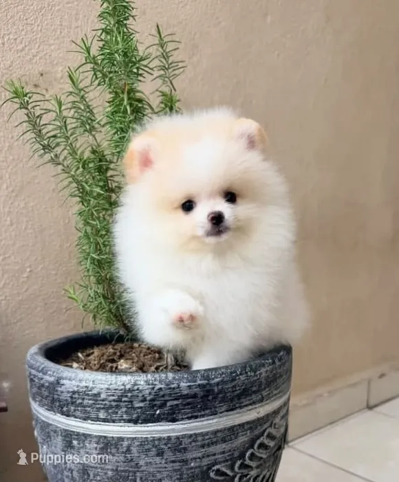 Snow  – Pomeranian puppy for sale in Menifee, CA