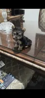 Lexy (Teacup), a female Yorkshire Terrier for sale in Menifee, CA – 3 of 7