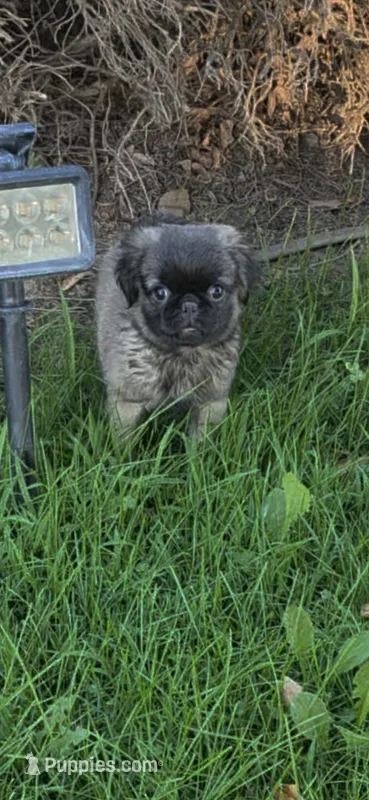 Daisy – Pug puppy for sale in Menifee, CA