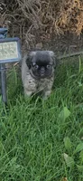 Daisy, a female Pug and Yorkshire Terrier for sale in Menifee, CA – 1 of 8