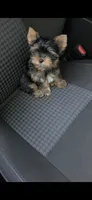 Max, a male Yorkshire Terrier for sale in Menifee, CA – 3 of 7
