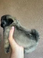 Lucy, a female Pug for sale in Menifee, CA – 4 of 6