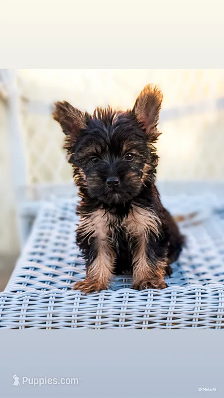 Tobby – Yorkshire Terrier puppy for sale in Menifee, CA
