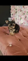Zizzy, a male Yorkshire Terrier for sale in Menifee, CA – 4 of 6