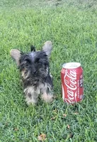 Tiny, a male Yorkshire Terrier for sale in Menifee, CA – 3 of 4