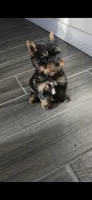 Spike (Teacup), a male Yorkshire Terrier for sale in Menifee, CA – 6 of 6