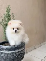 Snow , a male Pomeranian for sale in Menifee, CA – 4 of 4