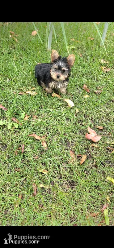 Sizi (Mini size) – Yorkshire Terrier puppy for sale in Menifee, CA