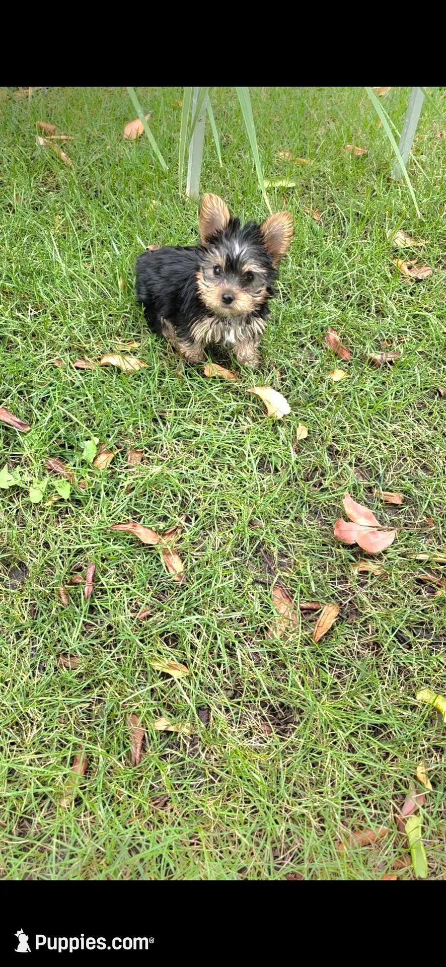 Sizi (Mini size), a male Yorkshire Terrier for sale in Menifee, CA – 1 of 9
